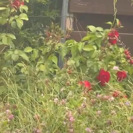 Peaceful In The Center Of * Tartu