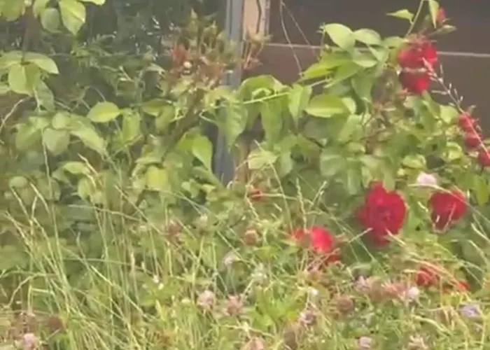 Peaceful In The Center Of * Tartu